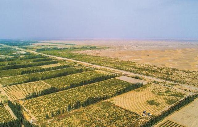 团镇沙产业种植基地 李嘉成 摄